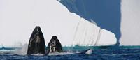 Choosing-your-Antarctic-Expedition-Whales
